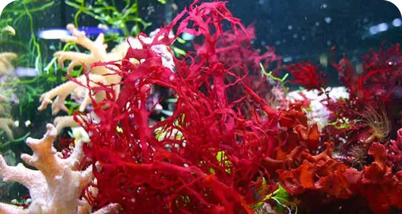 LuminEye™ Astaxanthin ingredient for reducing eye fatigue and strain