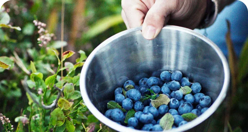 LuminEye™ Bilberry ingredient for night vision and low light clarity